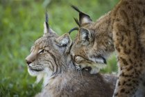 One lynx touching by head back of another one during daytime — Stock Photo