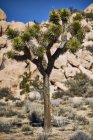 Джошуа Три (Yucca Brevifolia), Национальный парк Джошуа Три, Калифорния, Соединенные Штаты Америки — стоковое фото