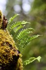 Helechos de regaliz (Polypodium Glycyrrhiza) que crecen del lado de un tronco, Cape Scott Provincial Park; Columbia Británica, Canadá - foto de stock
