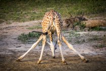Жираф ест из земли с травой на заднем плане в дневное время — стоковое фото