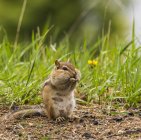 Esquilos com bochechas inchadas sentados entre grama alta — Fotografia de Stock