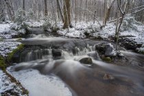 Fluxo de água de rio entre árvores em costas em floresta — Fotografia de Stock