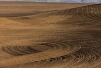 Campos de grano dorado con patrones circulares; Washington, Estados Unidos de América - foto de stock
