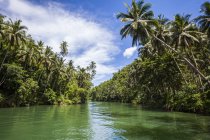 Río Loboc y árboles en las orillas; Bohol, Visayas Centrales, Filipinas - foto de stock