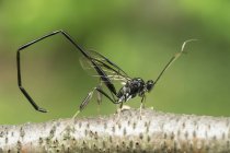 Mosquito sitting on tree twig with green blurred background — Stock Photo