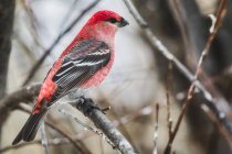 Uccello con piume rosse seduto su ramoscello su sfondo sfocato — Foto stock