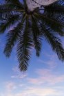 Vista di angolo basso della palma contro cielo blu nuvoloso — Foto stock
