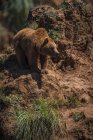 Ours brun marchant sur le sol pendant la journée — Photo de stock