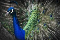 Blue peacock with coiored tail on dark background during daytime — Stock Photo