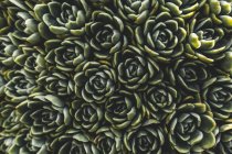 Overhead-Ansicht von grünen Blumen auf Pflanzen, Vollbild — Stockfoto