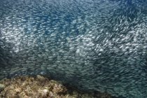 Рыба под водой над морским дном — стоковое фото