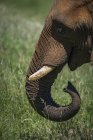 Close up of elephant trunk and head over green grass during daytime — Stock Photo