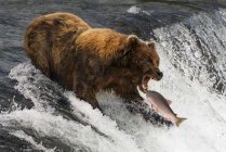 Ours brun debout dans l'eau avec les mâchoires ouvertes contre les poissons — Photo de stock