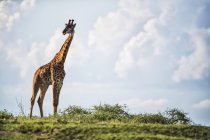 Surface level of Giraffe standing on green grass ground during daytime — Stock Photo