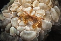 Vista de pequeños cangrejos sobre plantas marinas bajo aguas profundas en el mar - foto de stock