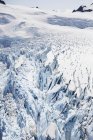 Ведмідь льодовик, Хардінг Льодовикове поле; Аляска, Сполучені Штати Америки — стокове фото