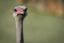 Cabeça de avestruz em verde desfocado fundo durante o dia — Fotografia de Stock