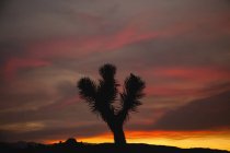 Lone Joshua Tree (Yucca Brevifolia) Silhouetted Against A Colourful Sky Just After Sunset In Joshua Tree National Park; California, Stati Uniti d'America — Foto stock