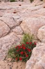 Vista de flores vermelhas sobre pedras e rochas durante o dia — Fotografia de Stock