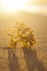 Морська рослина, що лежить на піщаному узбережжі на фоні сонячного світла — стокове фото