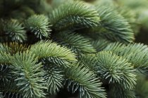 Agujas de primer plano de pícea noruega (Picea Abies), una opción popular con paisajistas en el noroeste del Pacífico; Astoria, Oregon, Estados Unidos de América - foto de stock