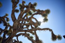 Джошуа Три (Yucca Brevifolia) против голубого неба, Национальный парк Джошуа Три, Калифорния, Соединенные Штаты Америки — стоковое фото