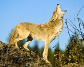 View of wolf with open jaws nd rised up head during daytime — Stock Photo