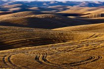 Harvested Fields On Rolling Hills With Shadows Cast At Sunset, Washington, United States of America — стоковое фото