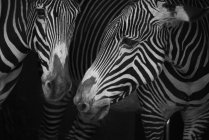 Imagen en blanco y negro de dos cebras paradas una junto a la otra sobre fondo negro - foto de stock