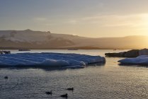 Eine Gletscherlagune bei Sonnenuntergang mit im Wasser schwimmenden Enten im Vordergrund; Island — Stockfoto