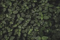 Overhead view of green leaves on bush over dark background — Stock Photo