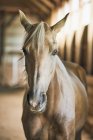 Portrait Of A Blond Horse In A Barn; Canada — Stock Photo