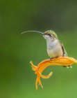 Humming bird sitting on orange flower over green blurred background — Stock Photo