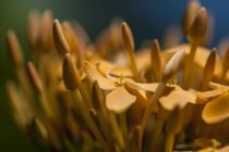 Vue de la plante de mer unserwater avec fond flou — Photo de stock
