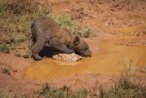 Braunbärenjunges (ursus arctos) trinkt aus schlammigem Pool; Cabarceno, Kantabrien, Spanien — Stockfoto