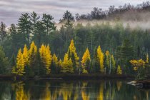 Vista de floresta e água com reflexos de árvores durante o dia — Fotografia de Stock