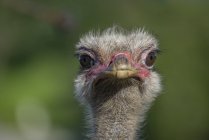 Front view of ostrich head on blurred green background — Stock Photo