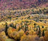 Colori d'autunno drammatici su un paesaggio forestale; Dunham, Quebec, Canada — Foto stock