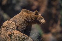Brown bear standing on ground  and looking away on blurred background — Stock Photo
