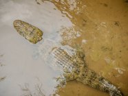 Visão aérea de colocar crocodilo na superfície da água na sujeira sobre a costa — Fotografia de Stock