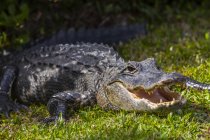 Крокодил с открытыми челюстями лежал на зеленой траве в дневное время — стоковое фото