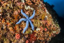 Vista de la puesta de estrellas de mar azules en el arrecife - foto de stock