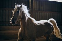 Um cavalo retroiluminado galopando em um estábulo; Canadá — Fotografia de Stock