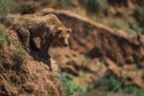 Urso castanho (Ursus Arctos) inclinado para fora sobre a inclinação rochosa; Cabarceno, Cantábria, Espanha — Fotografia de Stock