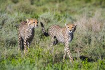 Gepards caminhando sobre o campo com grama alta durante o dia — Fotografia de Stock