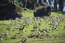 Troupeau de cerfs broutant sur un champ d'herbe verte avec des rochers et des pierres pendant la journée — Photo de stock