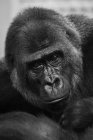 Black and white picture portrait or gorilla  looking at camera — Stock Photo