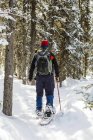 Snowshoer masculino na trilha coberta de neve ao longo de árvores Evergreen cobertas de neve; Alberta, Canadá — Fotografia de Stock