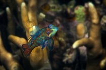 Vista de peixes marinhos coloridos nadando sob a água no mar — Fotografia de Stock