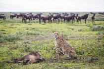 Lioness standing on green grass near killed prey with other animals on background — Stock Photo